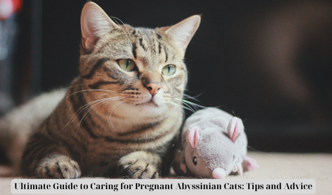 Ultimate Guide to Caring for Pregnant Abyssinian Cats: Tips and Advice